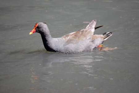 the dusky moorhen is a water bird which has all black feathers with an orange and yellow frontal shieldの写真素材