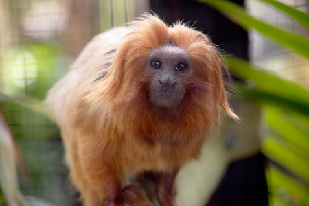 The golden lion tamarin, also known as the golden marmoset, is a small New World monkey