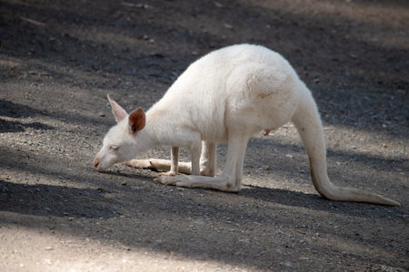 the joey albino kangaroo is all white with pink eyes, ears and nose.の写真素材