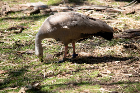 The Cape Barren Goose is a very large, pale grey goose with a relatively small head. It has rows of large dark spots in lines across the shoulders and wings.の写真素材