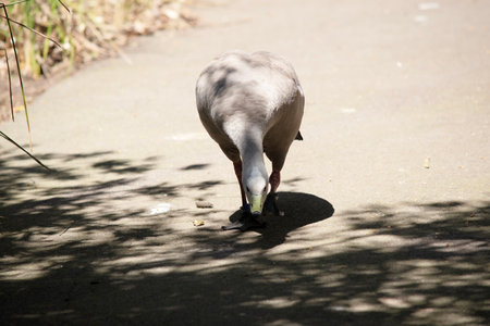 The Cape Barren Goose is a very large, pale grey goose with a relatively small head. It has rows of large dark spots in lines across the shoulders and wingsの写真素材