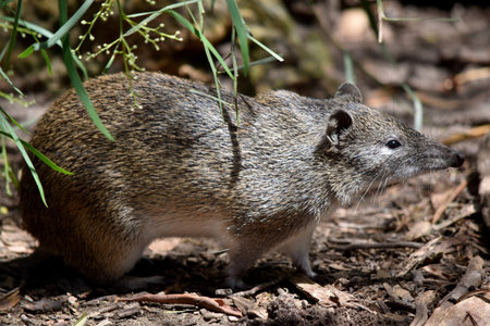 Southern brown Bandicoots are about the size of a rabbit, and have a pointy snout, humped back, thin...