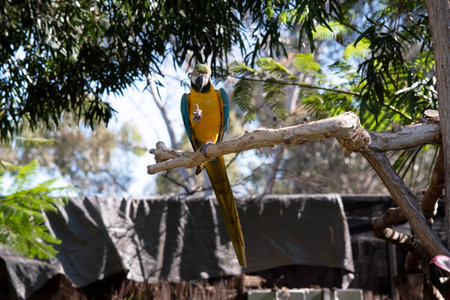 the blue and gold Macaw has back and upper tail feathers of the blue and gold macaw are brilliant...
