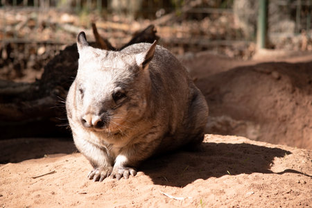 The hairy nosed wombats have softer fur, longer and more pointed ears and a broader muzzle fringed with fine whiskers then common wombats.の写真素材