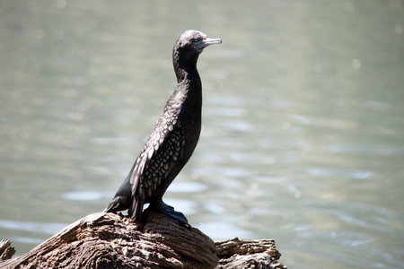 the little black cormorant is a black sea bird with a blue eye