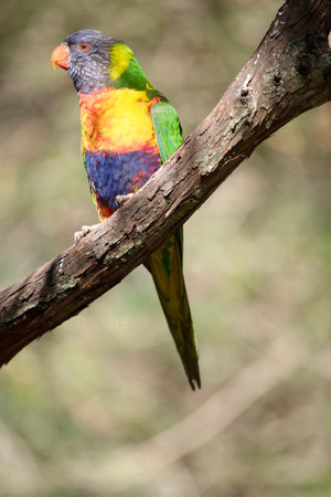 The rainbow lorikeet has a bright yellow-orange/red breast, a mostly violet-blue throat and a...