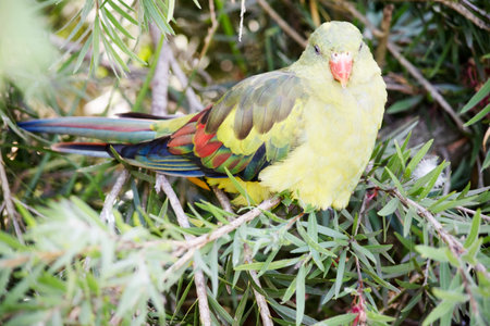The female regent parrot is all light green. It has yellow shoulder patches and a narrow red band crosses the centre of the wings and yellow underwings.の写真素材