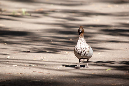 The male wood duck has a darker head and a small dark mane, with a speckled brown-grey breast and a black lower belly and undertail.の写真素材