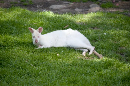 The albino wallaby has a white body with pink ears, nose, eyes and clawsの写真素材