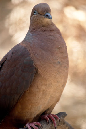 The brown cuckoo dove is a large brown pigeon with a long tail.の写真素材