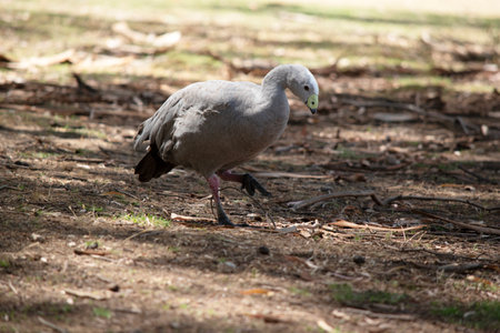 The Cape Barren Goose is a very large, pale grey goose with a relatively small head. It has rows of large dark spots in lines across the shoulders and wings.の写真素材