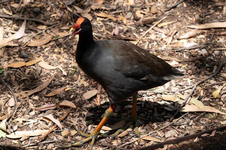the dusky moorhen is a water bird which has all black feathers with an orange and yellow frontal shieldの写真素材