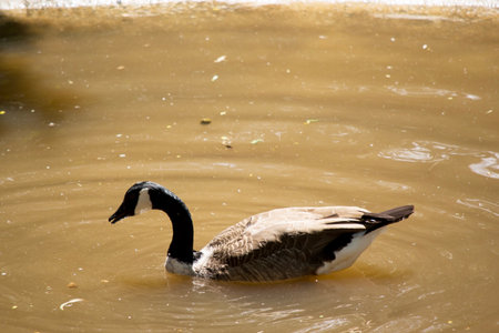 The Canadian goose is a large goose with a black head and neck and a distinctive white chinstrap.の写真素材