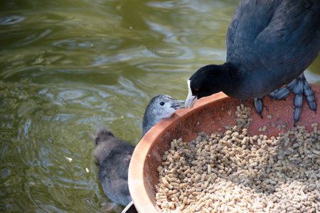 The Eurasian coot is a black water bird with a white frontal shield. Her chick is grey.の写真素材