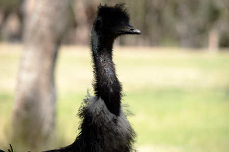 The Emu's neck is bluish black and mostly free of feathers, they have a black beak and big eyesの写真素材