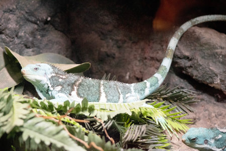Fiji banded iguanas are bright green lizards with crested spines and long tails found only on the Fiji islands.の写真素材