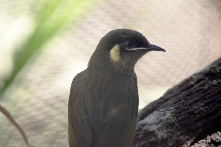 The Lewin's Honeyeater has a semicircular ear-patch, pale yellow in colour, a white stripe under beak and blue eyes.の写真素材