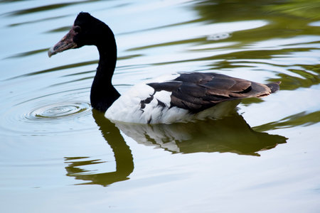 The magpie goose is a black and white bird with black head and neck and a white body and a long neck.の写真素材