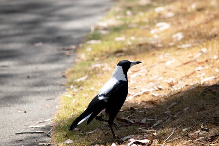The magpie is a distinctive looking bird, with glossy black and brilliant white markings.の写真素材