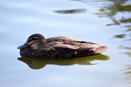 the pacific black duck has a dark body and a paler head with a dark crown and facial stripes. Its feathers are dark brown with tan edges, it has a black beakの写真素材