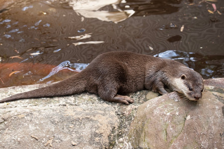 Asian small clawed otters are small, with short ears and noses, elongated bodies, long tails, and soft, dense fur.の写真素材