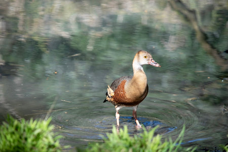 The plumed whistling duck's face and fore-neck are light, the crown and hind neck are pale brown and the brown feathers of the upper back are edged buff.の写真素材