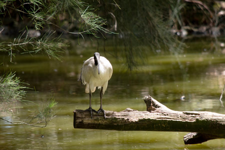 The Australian White Ibis is characterised by having predominantly white plumage with a featherless black head, neck, and legs.の写真素材