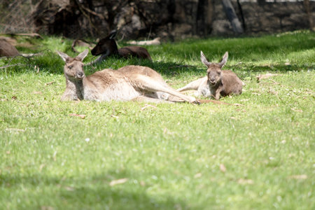 Western grey are large, muscular animals. they are grayish-brown to reddish-brown with a small head, large ears, and a long thick tail used for balance. .の写真素材