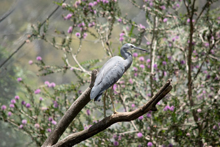 The white-faced heron is a medium-sized heron with primarily blue-grey plumage. It has white on the face and the front of its neck.の写真素材