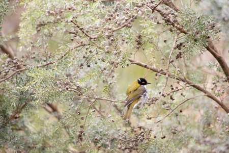 The White-naped Honeyeater is a small honeyeater with a short, slender bill. It is olive-green above, with a black cap, a white band across the back of the neckの写真素材