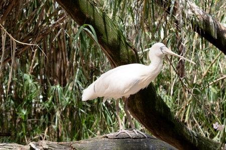 The yellow spoonbill is a large white sea bird with a cream bill that looks like a spoon.の写真素材