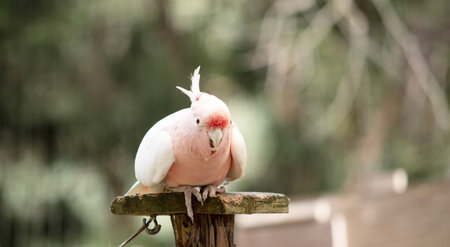 Major Mitchell's Cockatoo or pink cockatoo is known for its soft pink body, white feathers, and vibrant red-and-yellow crest.の写真素材