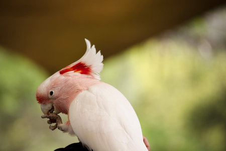 Major Mitchell's Cockatoo or pink cockatoo is known for its soft pink body, white feathers, and vibrant red-and-yellow crest.の写真素材