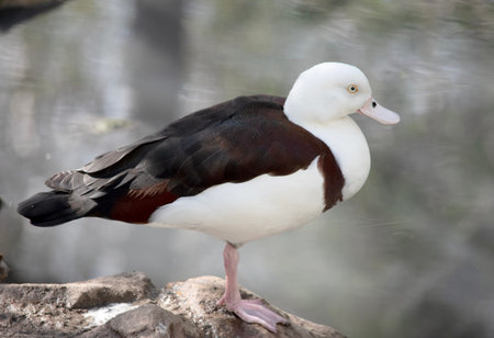 The Radjah Shelduck is white with a chestnut band across its chest. Its wingtips, back, rump and tail are black. It has a white eye with pink legs, feet and beak.の写真素材
