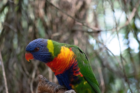 the rainbow lorikeet gets its name from the many colors of the bird red, orange, blue, yellow and greenの写真素材