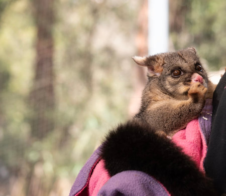 this is a joey possum is eating some foodの写真素材