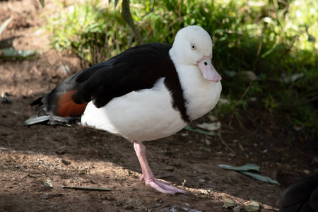 The Radjah Shelduck is white with a chestnut band across its chest. Its wingtips, back, rump and tail are black. It has a white eye with pink legs, feet and beak.の写真素材