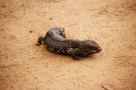 The Shingleback has a very large head, a very short blunt tail, short legs and large rough scales.の写真素材
