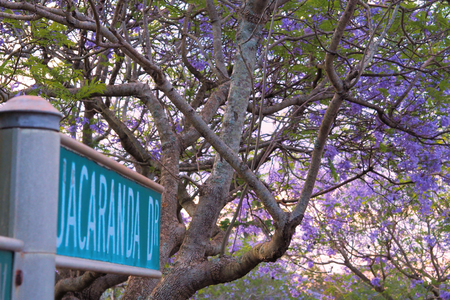 Jacaranda Drive street sign with Jacaranda Treeの写真素材