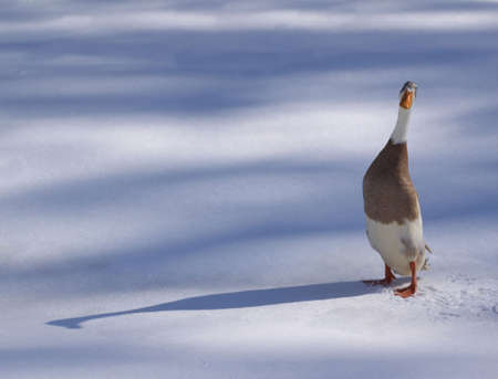Cold Duckの写真素材