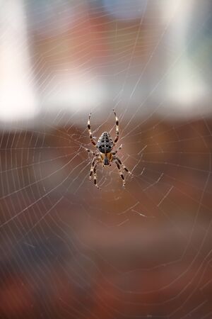 A garden spider on a web with bokehの写真素材