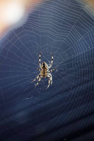 A garden spider on a web with bokehの写真素材