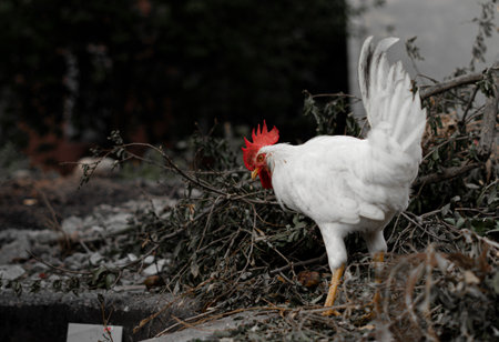 White chicken crawling around to eatの写真素材