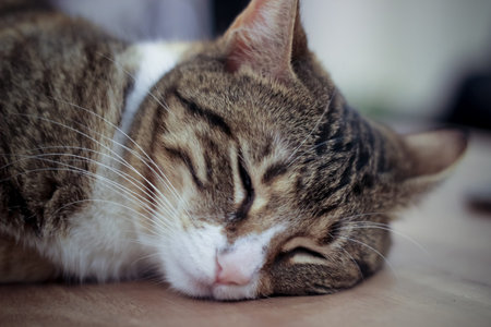 Adult female cat sleeping on wooden table close up