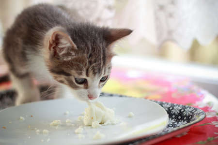 Cute baby cat eating cheese on plateの写真素材