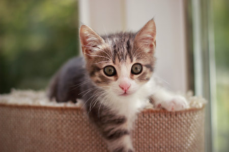 Cute and curious baby cat playing and looking around
