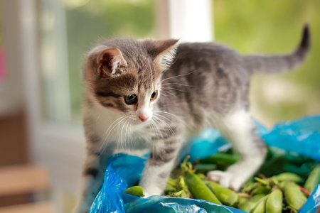 Gray cute baby kitten playing on green beans