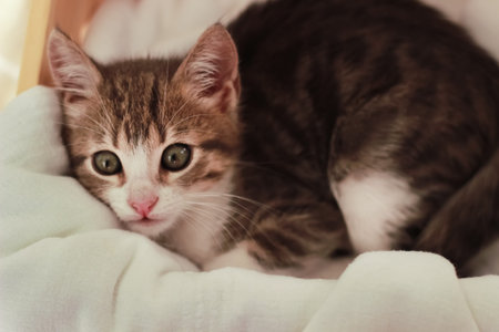 Cat standing inside the box looking upwardsの写真素材