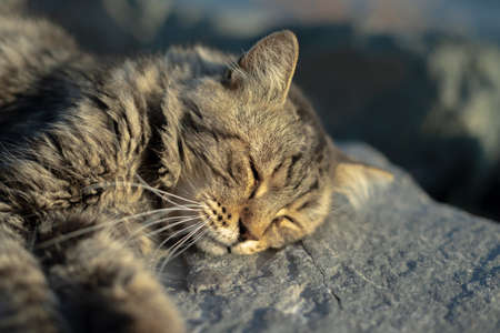 Longhaired cat sleeping on the rockの写真素材