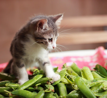 Cute baby cat playing aroundの写真素材